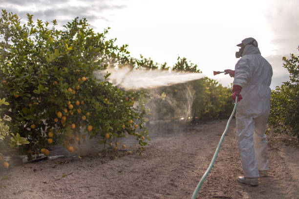 Best Pest Inspection Near Me  in Guntown, MS