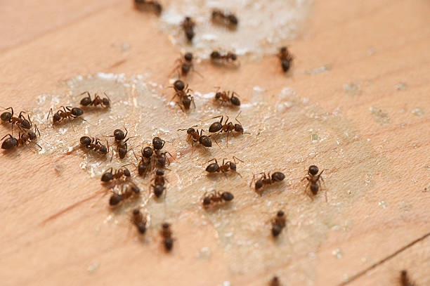 Trusted Guntown, MS Pest Control Experts