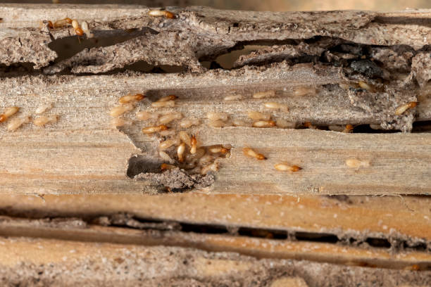 Best Pest Control for Businesses  in Guntown, MS